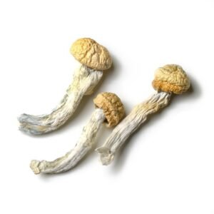 BUY Albino Penis Envy Mushrooms Online :: 100% Best Quality | Penis Envy Mushrooms Dried For Sale | Online Trippy Shop