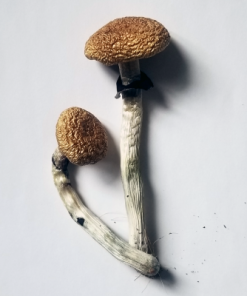 BUY Dried Golden Teacher Mushrooms Online :: 100% Top Quality Dried | Golden Teacher Spores For Sale | Online Trippy Shop