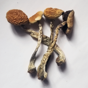 BUY Dried Psilocybe Cubensis B+ Mushrooms Online | B+ Cubensis Shrooms For Sale :: 100% Best Quality | Online Trippy Shop