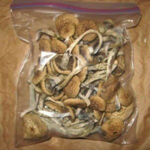 BUY Liberty Cap Mushrooms Online | Liberty Cap Shrooms For Sale | Online Trippy Shop