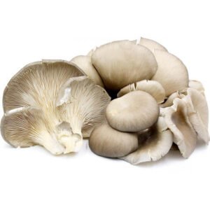 BUY Oyster Mushroom Spores Online :: Best Quality | Oyster Mushroom Spores for sale | Online Trippy Shop