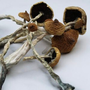 BUY Psilocybe Mexicana Mushroom Online | Psilocybe Mexicana For Sale | Online Trippy Shop